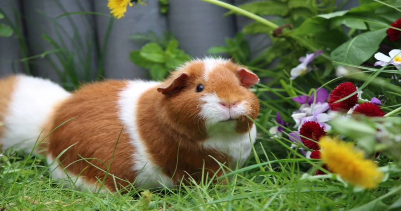 Lebensdauer von Meerschweinchen: Alles, was Sie wissen müssen 2 IMG 0090 1