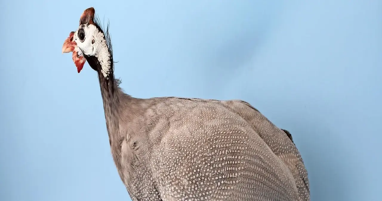 Perlhuhn
