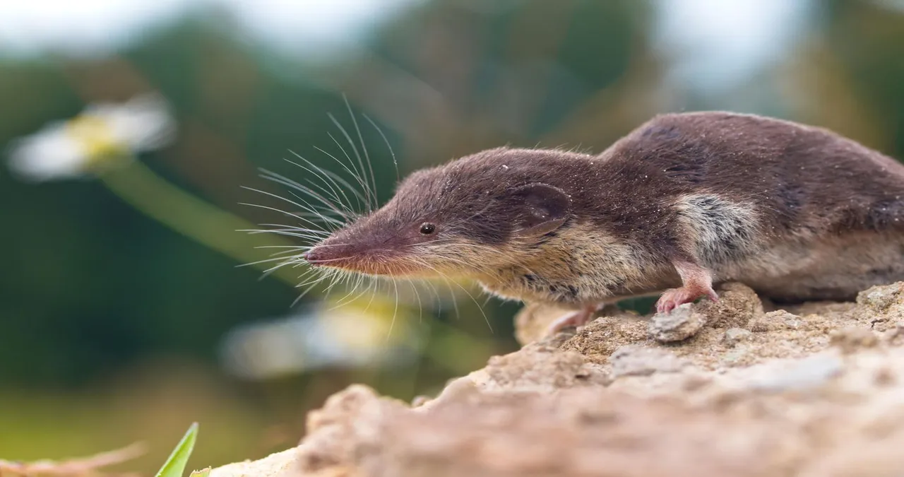 Bornavirus bei Vögeln: Eine eingehende Untersuchung einer übersehenen Bedrohung 2 feldspitzmaus imago0124494162h 1